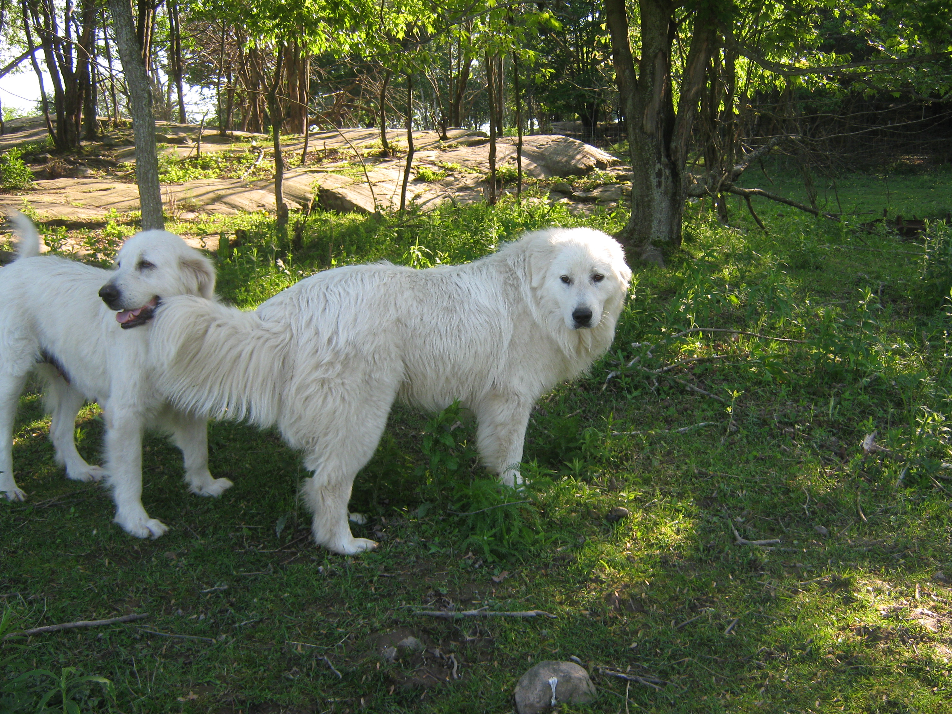 Leo:    Mother is Kaida.   