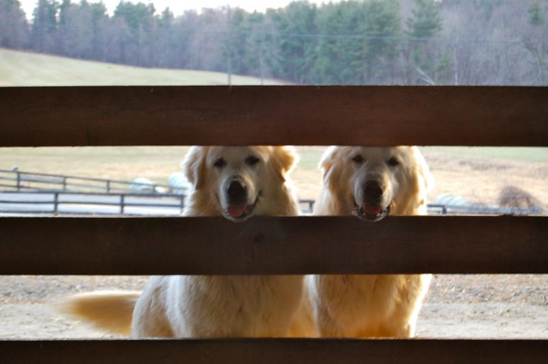 Ollie and Sarge waiting for their dinner :  Lee and Georgia Ranney in MA